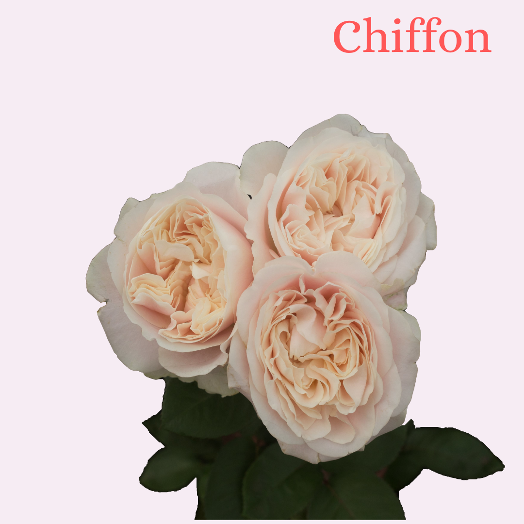 ROSE CHIFFON 60